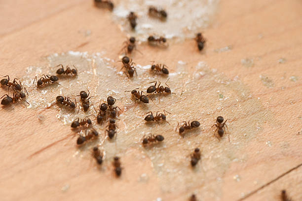 Best Pest Control Near Me  in Dundee, OR