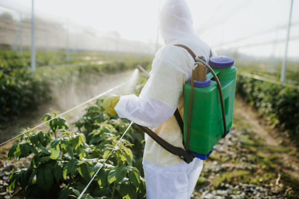 Best Bed Bug Extermination  in Dundee, OR